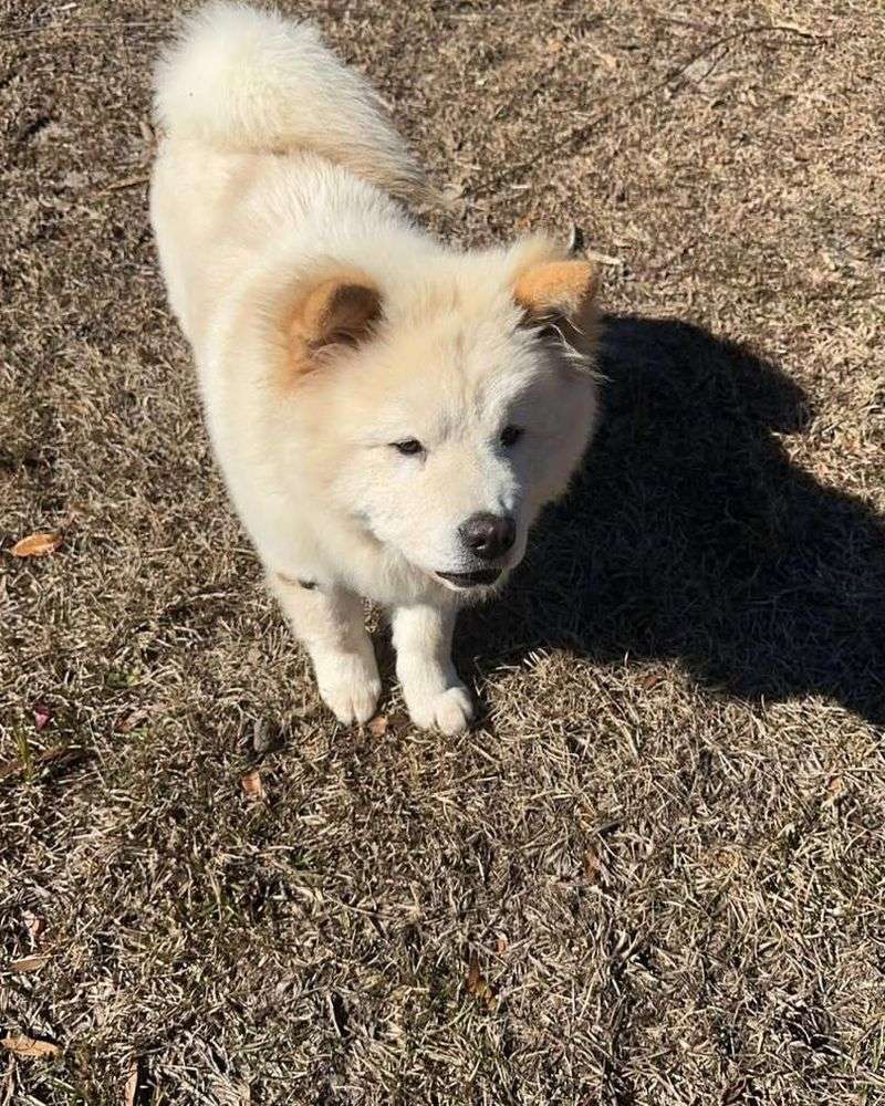 Chow Chow