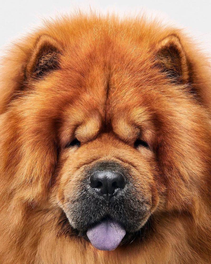 Chow Chow