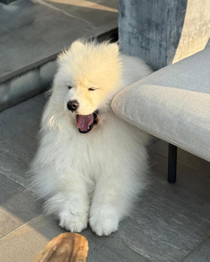 Samoyed