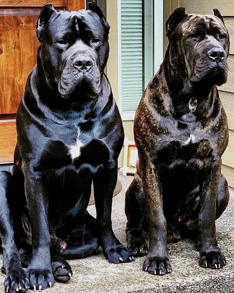 Cane Corso