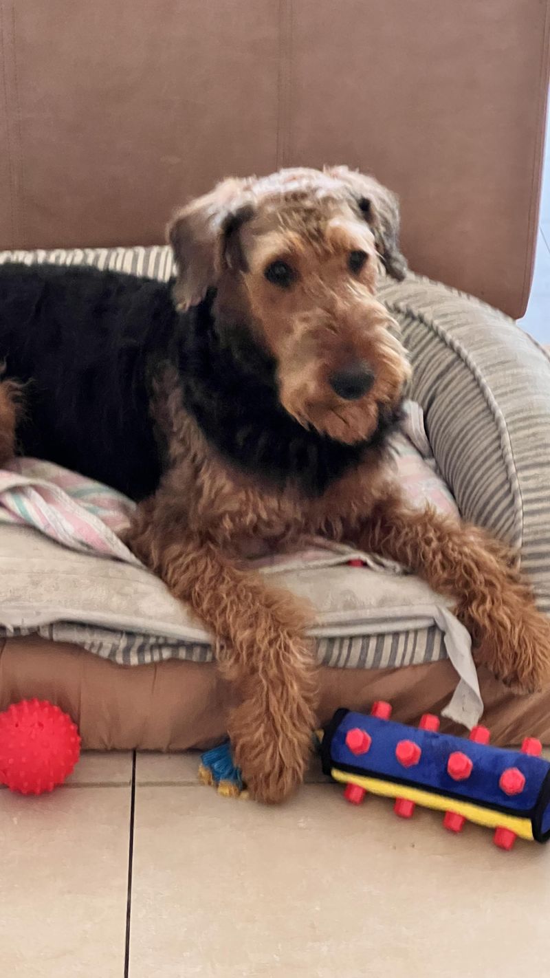 Airedale Terrier