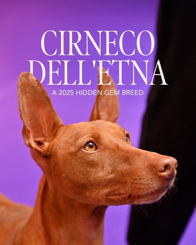 Cirneco dell'Etna