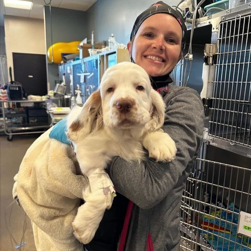 Clumber Spaniel