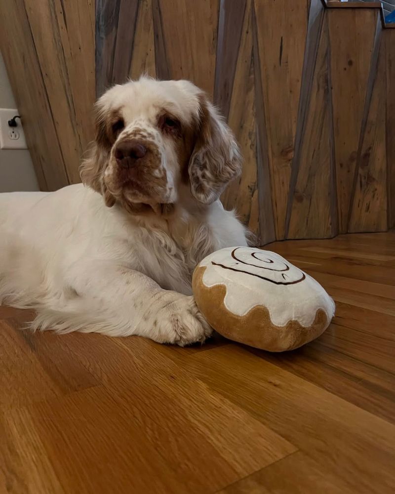 Clumber Spaniel