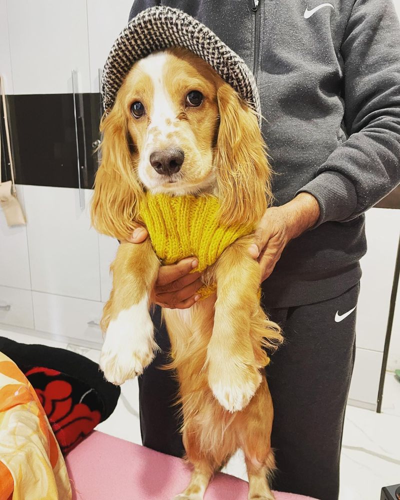 Cocker Spaniel