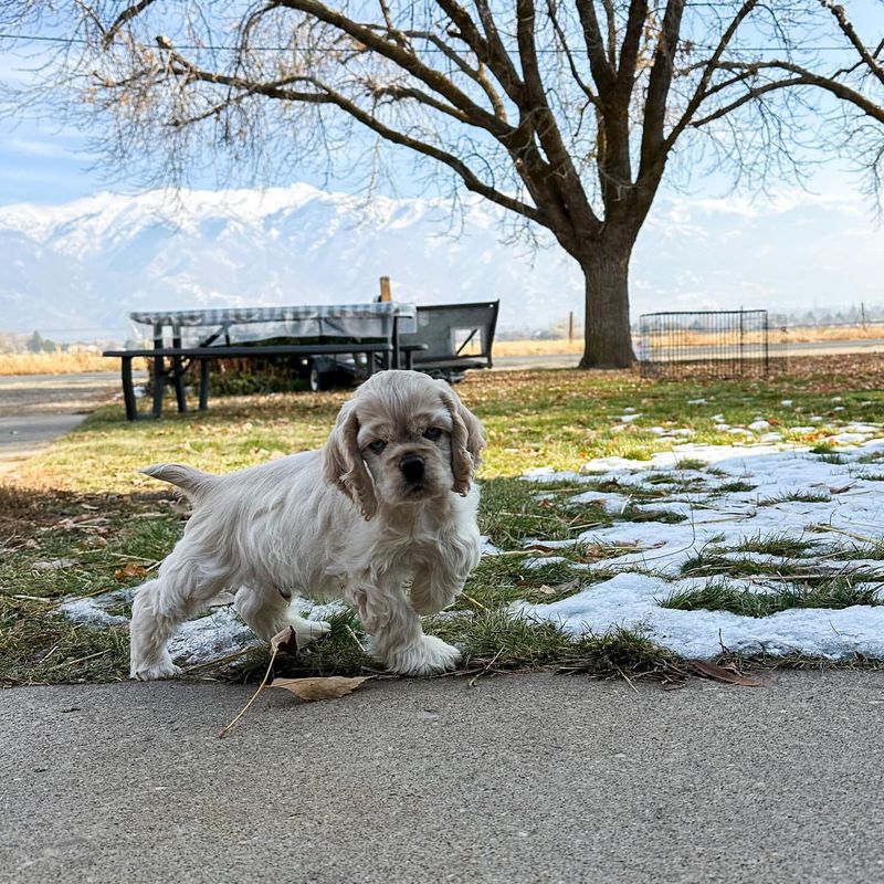 Cocker Spaniel