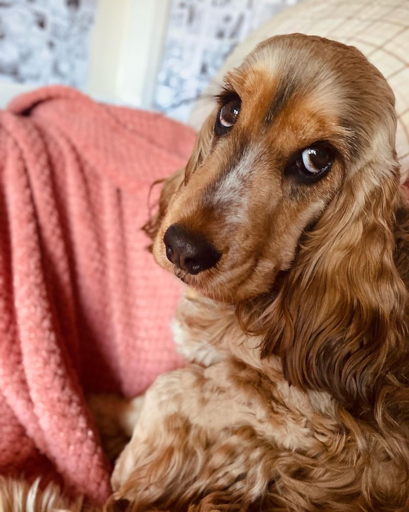Cocker Spaniel