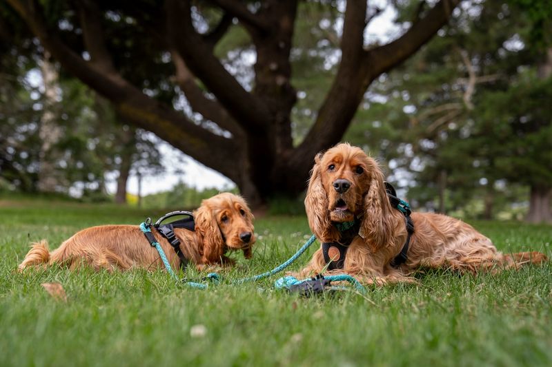 Cocker Spaniel