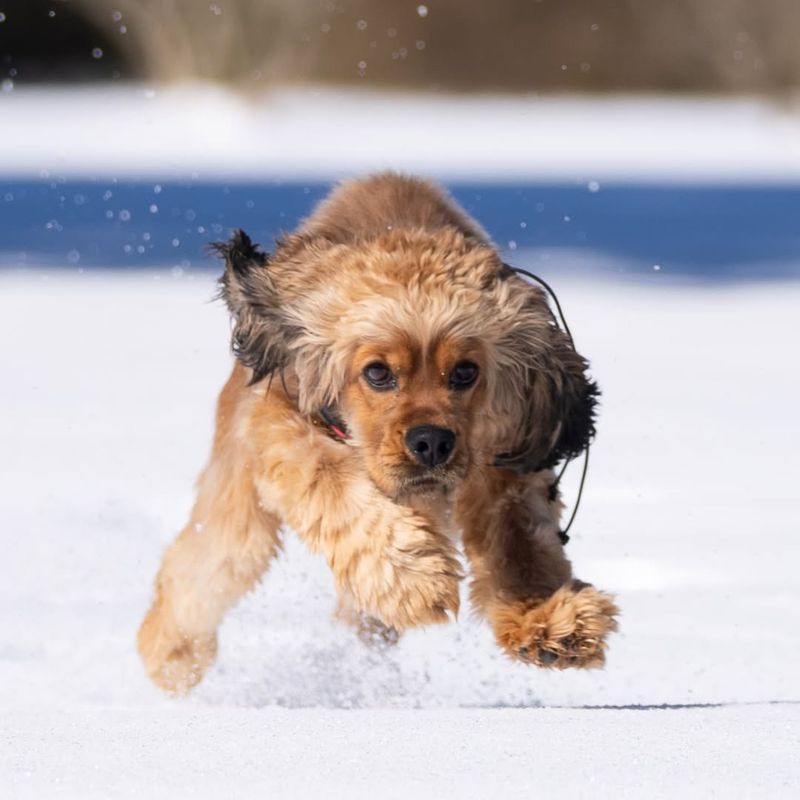 Cocker Spaniel