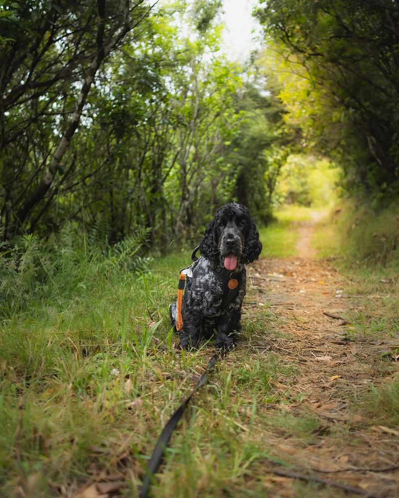 Cocker Spaniel