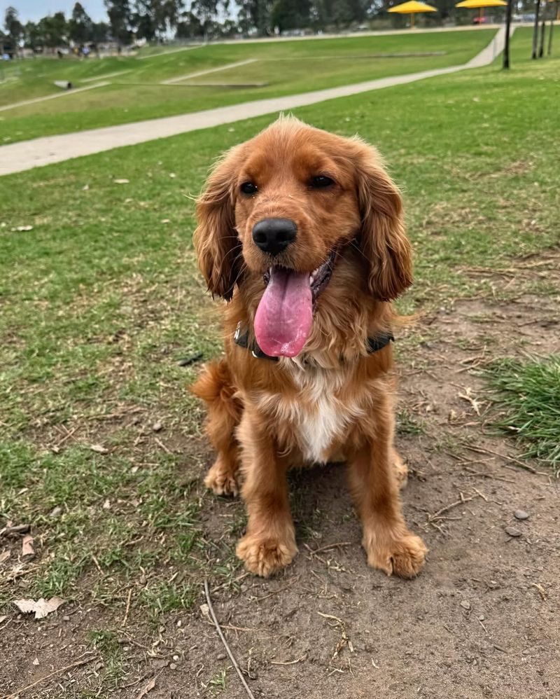 Cocker Spaniel