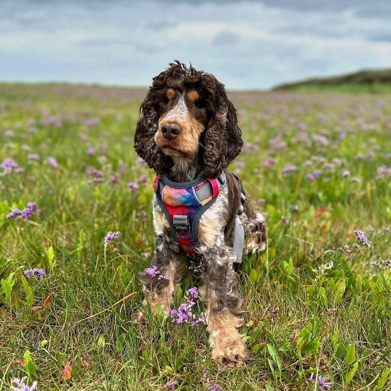 Cocker Spaniel