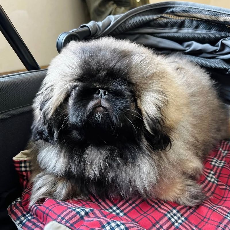 Pekingese