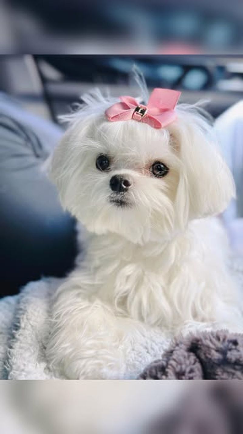 Maltese