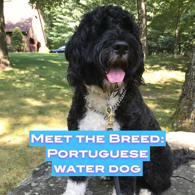 Portuguese Water Dog