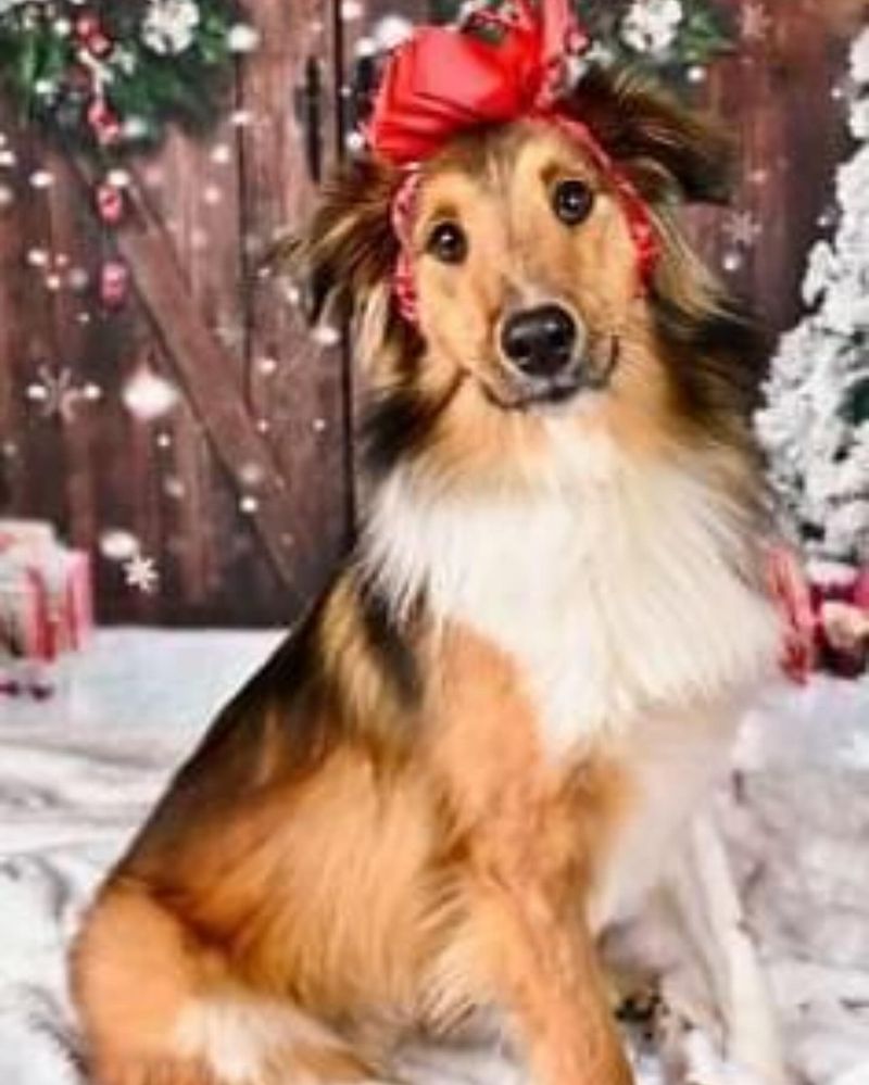 Collie