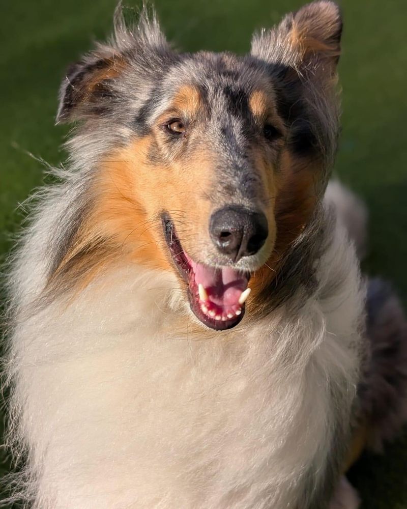 Collie