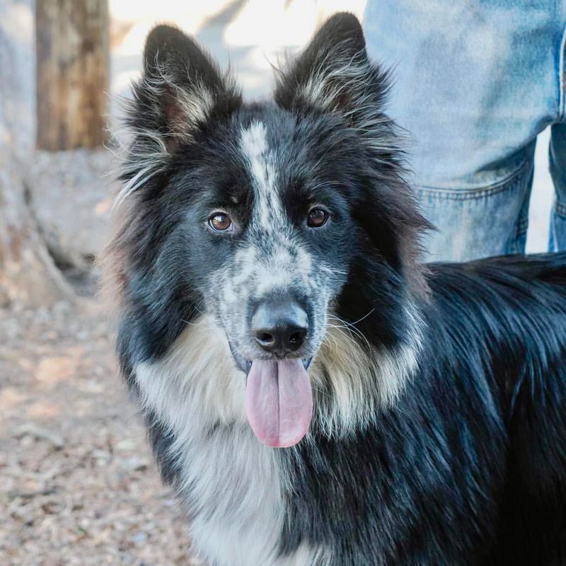 Collie