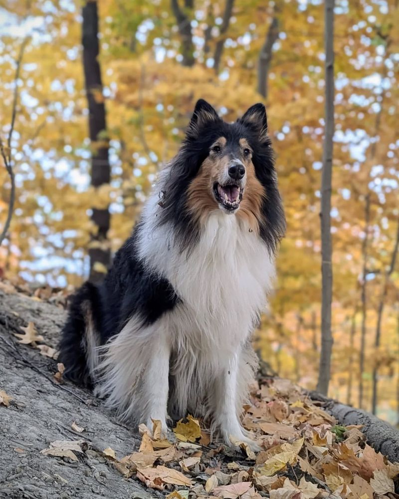 Collie