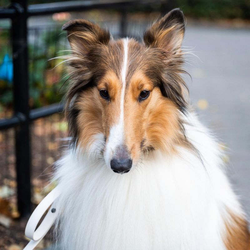 Collie