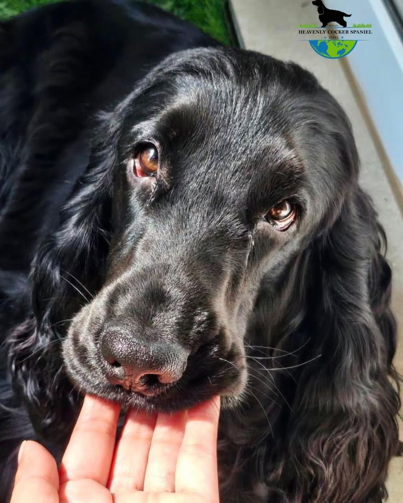 English Cocker Spaniel