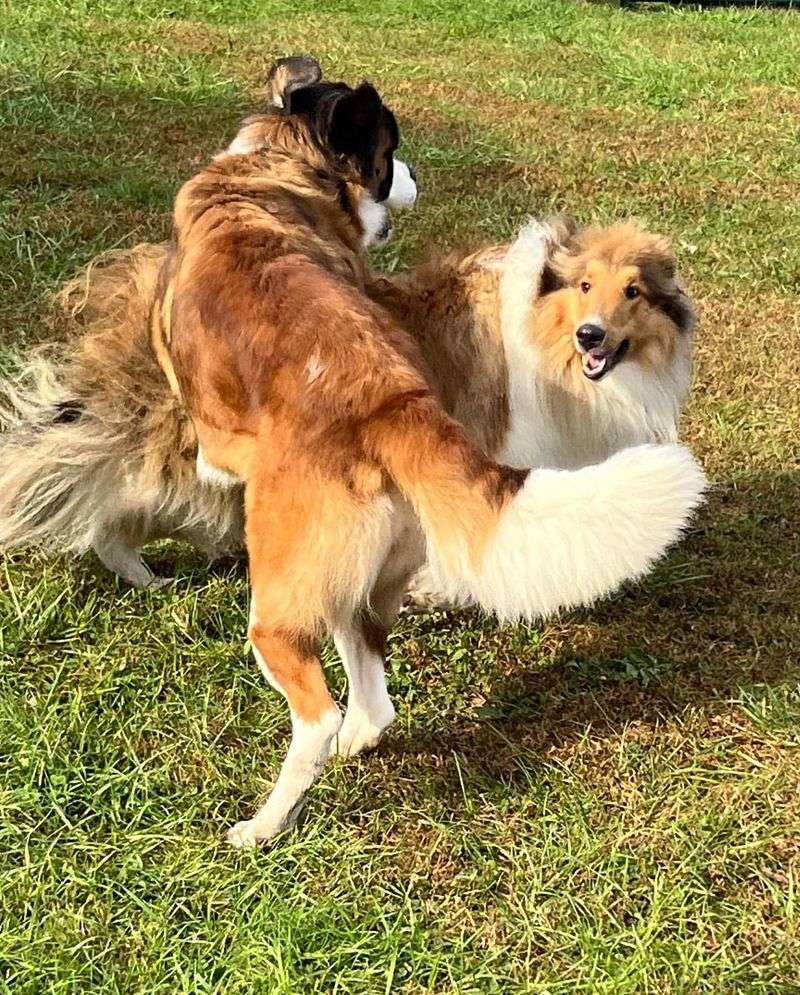 Collie