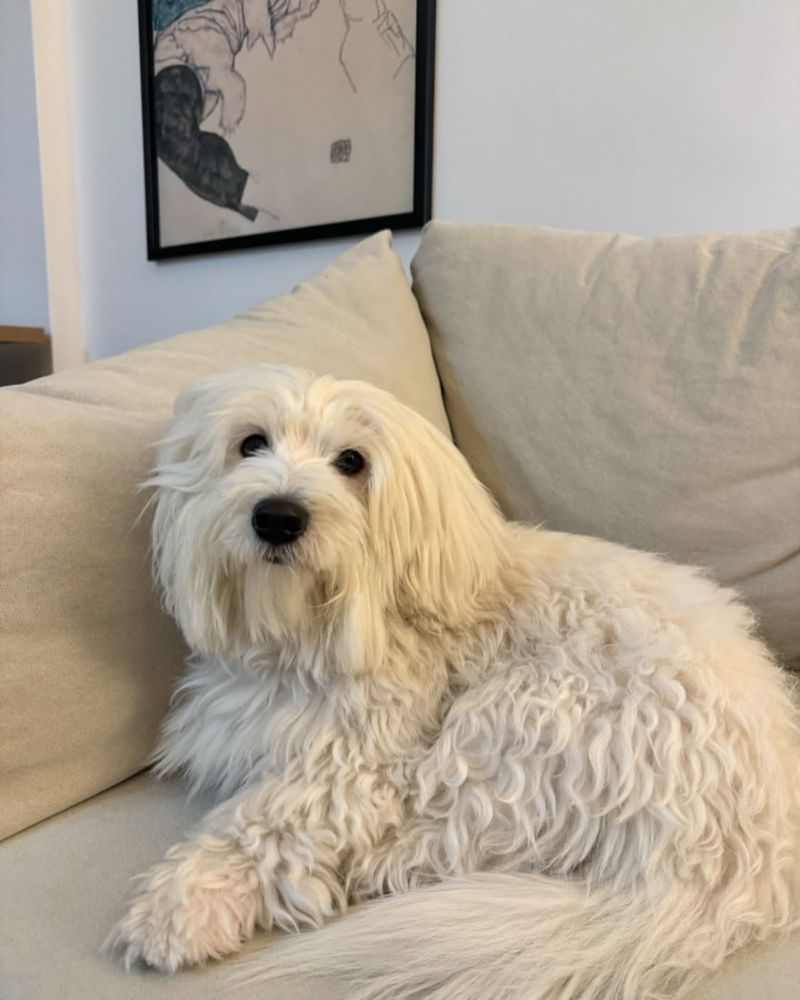 Coton de Tulear