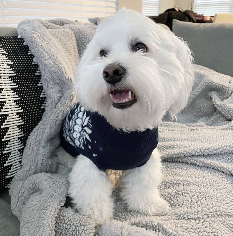 Coton de Tulear