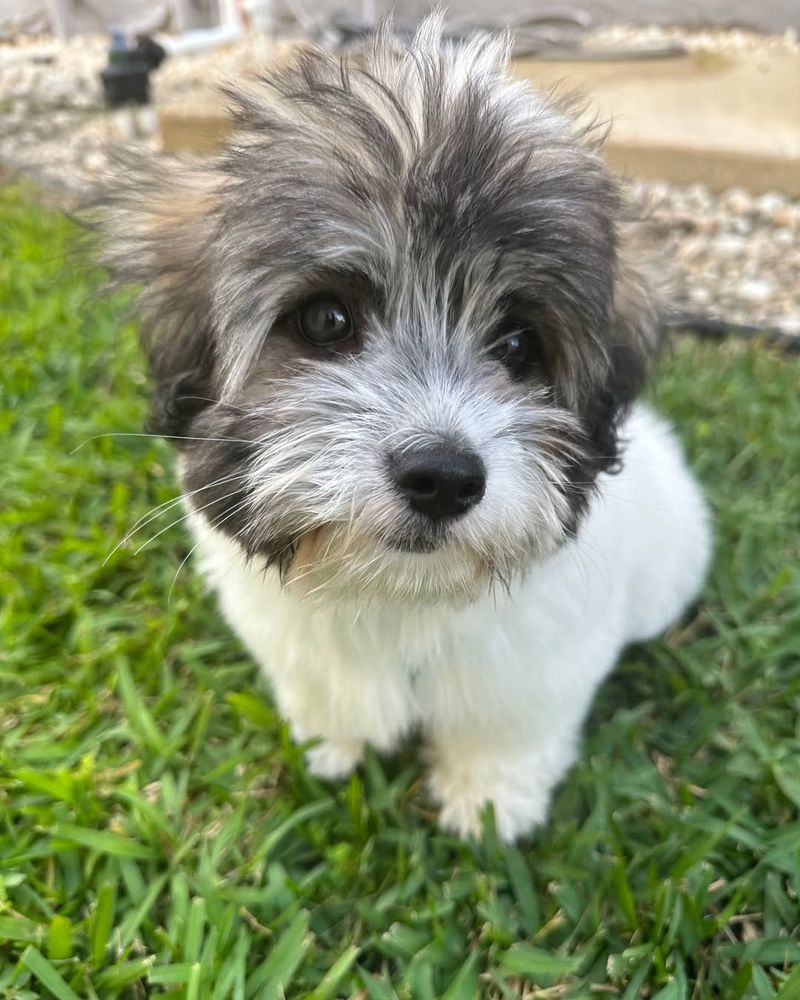 Coton de Tulear