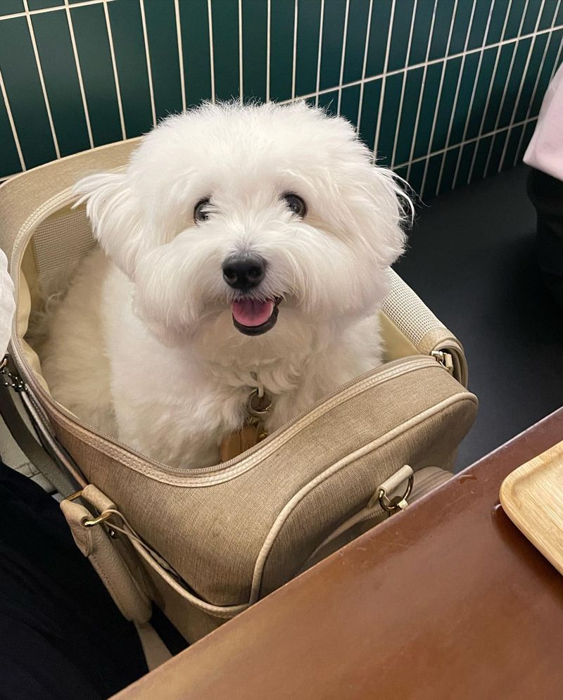 Coton de Tulear