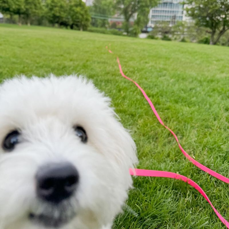 Coton de Tulear