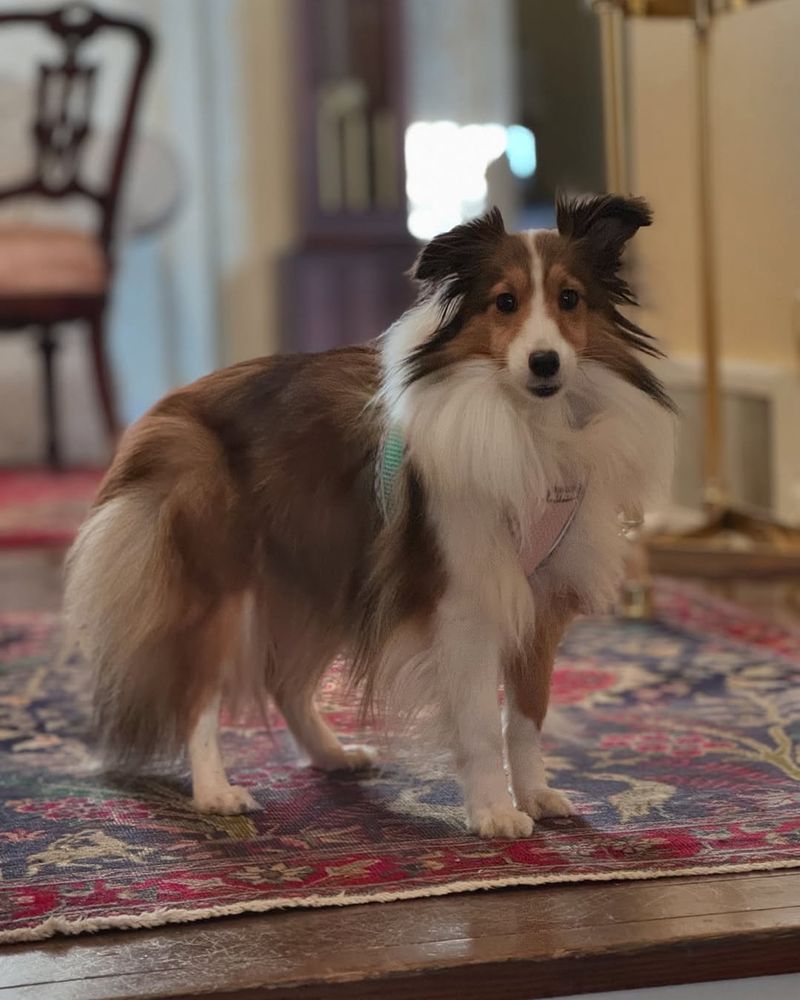 Shetland Sheepdog