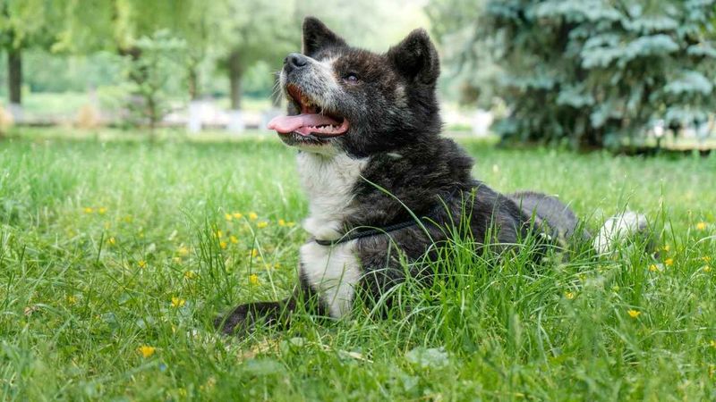 Courageous Akita