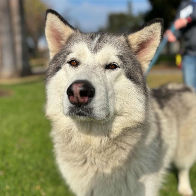 Courageous Alaskan Malamute