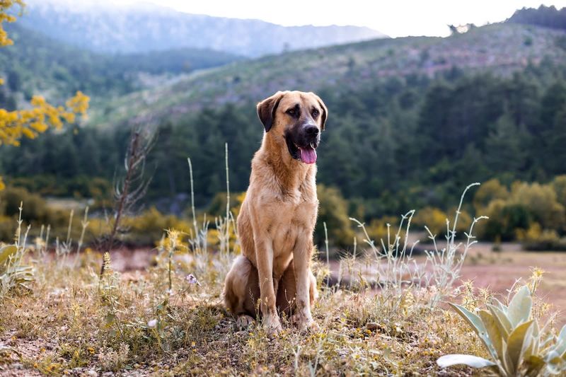 Courageous Anatolian Shepherd