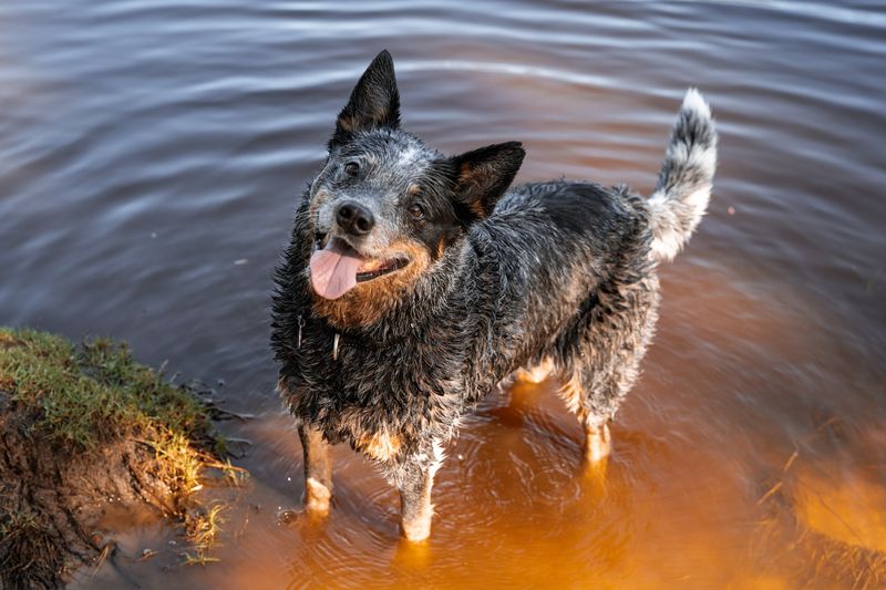 Courageous Australian Cattle Dog