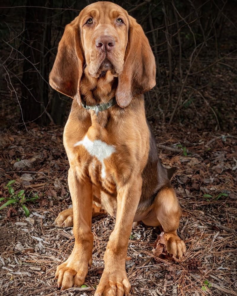 Courageous Bloodhound