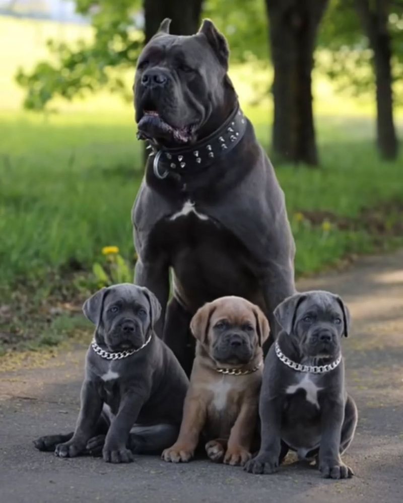 Courageous Cane Corso