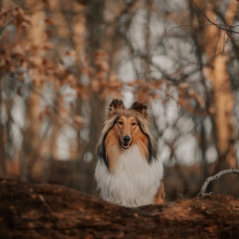 Courageous Collie