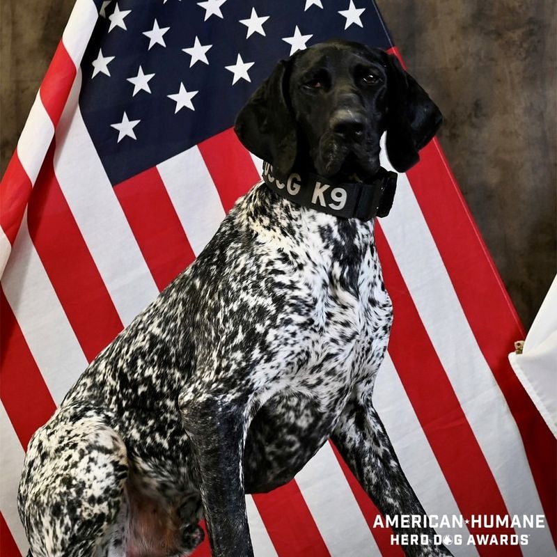 Courageous German Shorthaired Pointer