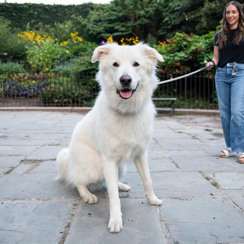 Courageous Great Pyrenees