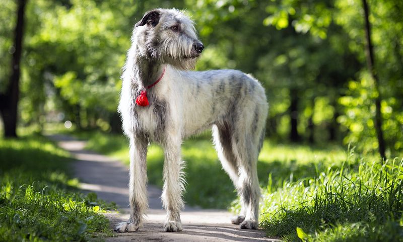 Courageous Irish Wolfhound