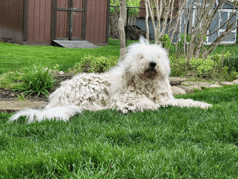 Courageous Komondor