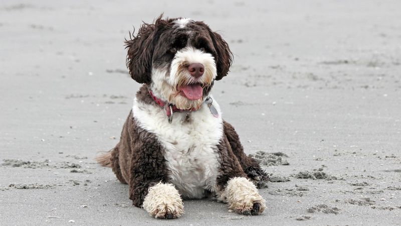 Courageous Portuguese Water Dog