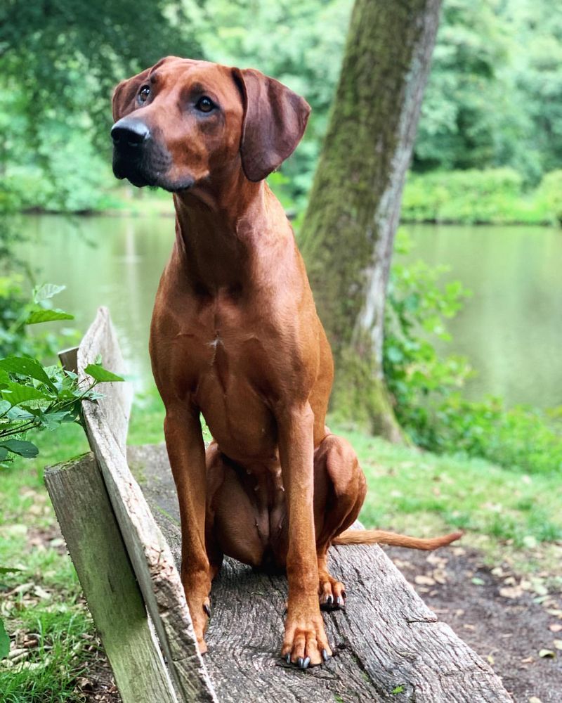 Courageous Rhodesian Ridgeback