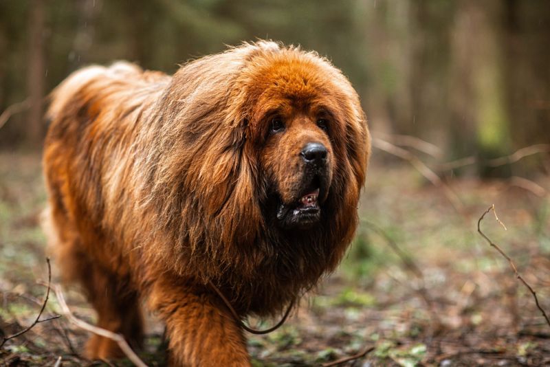 Courageous Tibetan Mastiff