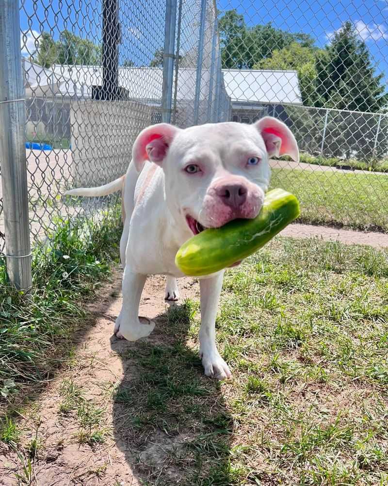 Cucumbers