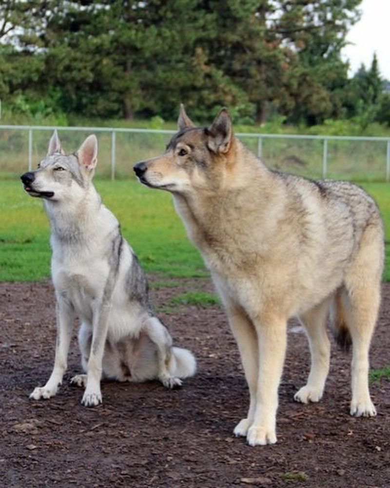 Czechoslovakian Vlcak