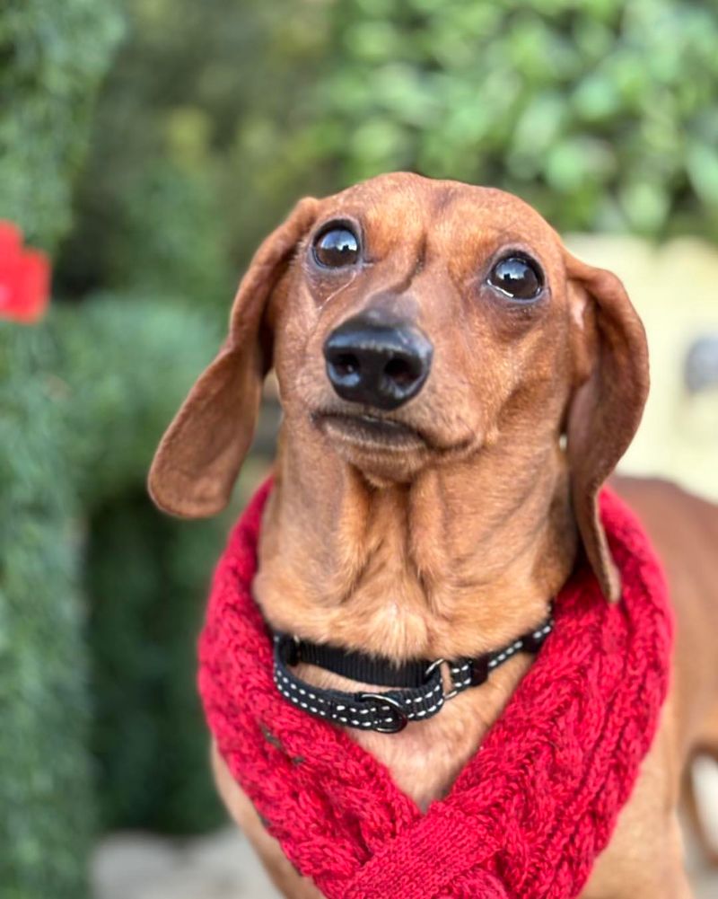 Dachshund