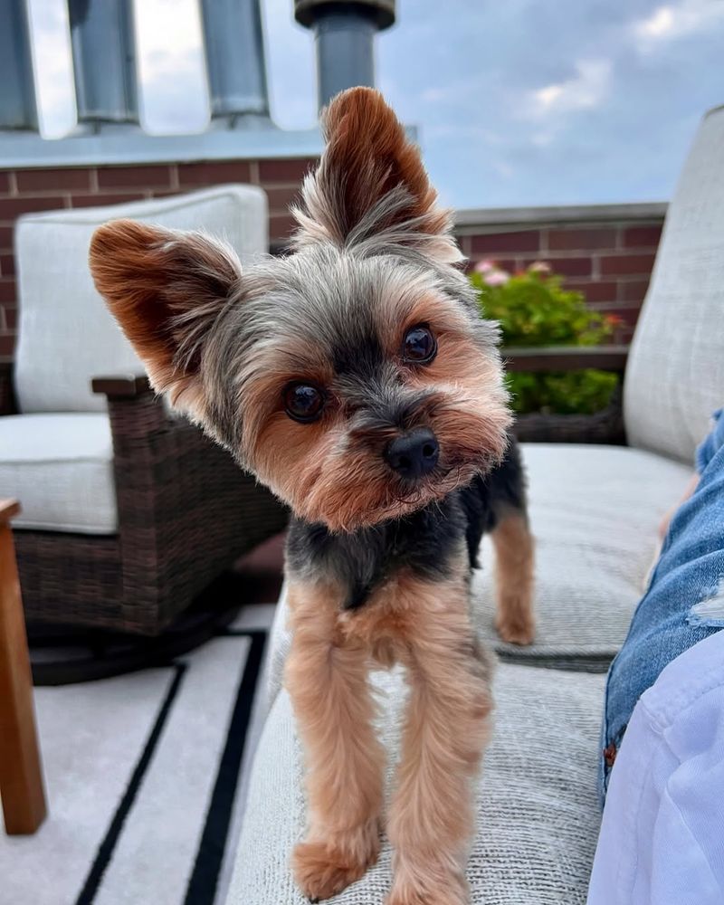 Yorkshire Terrier